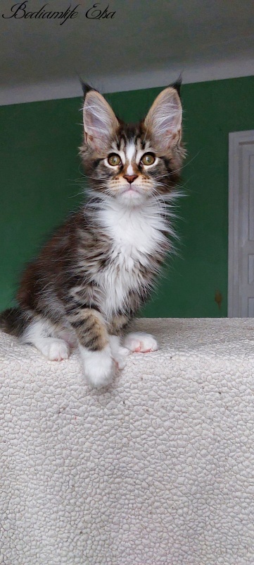 Bodiamlife Elsa - Kitten maine-coon 2 months 1.5 week
