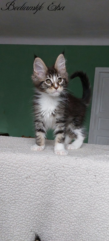 Bodiamlife Elsa - Kitten maine-coon 2 months 1.5 week