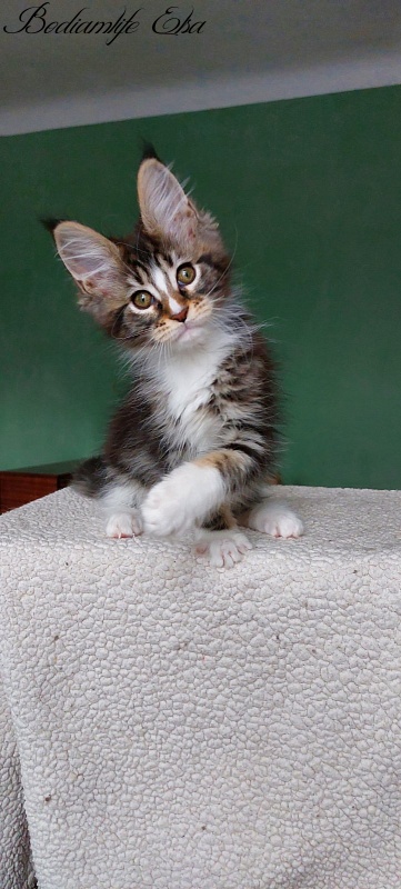 Bodiamlife Elsa - Kitten maine-coon 2 months 1.5 week