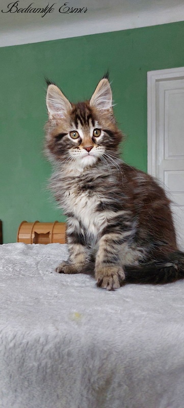 Bodiamlife Esmir - Kitten maine-coon 2 months 1.5 week
