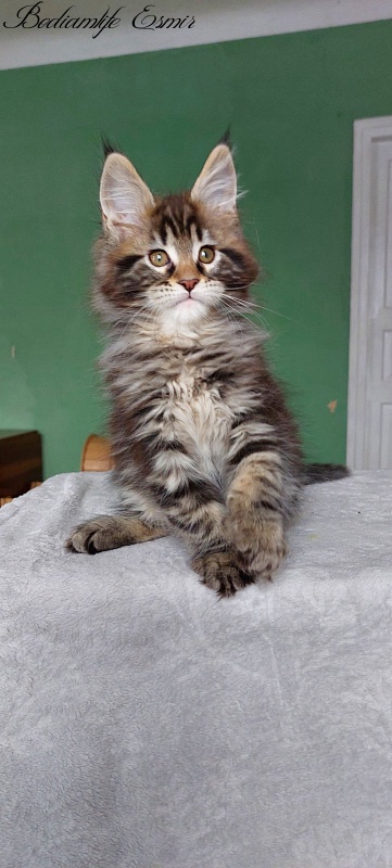 Bodiamlife Esmir - Kitten maine-coon 2 months 1.5 week