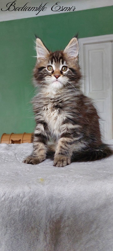 Bodiamlife Esmir - Kitten maine-coon 2 months 1.5 week