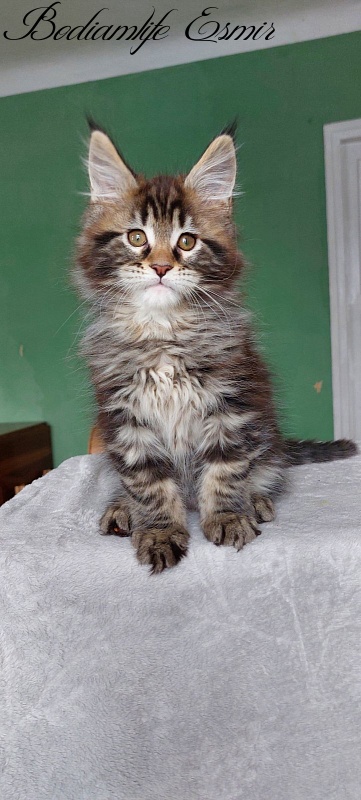 Bodiamlife Esmir - Kitten maine-coon 2 months 1.5 week