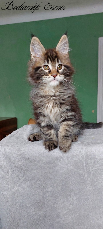 Bodiamlife Esmir - Kitten maine-coon 2 months 1.5 week