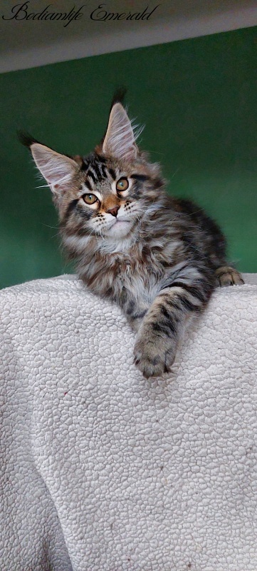 Bodiamlife Emerald - Kitten maine-coon 2 months 1.5 week