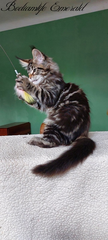 Bodiamlife Emerald - Kitten maine-coon 2 months 1.5 week