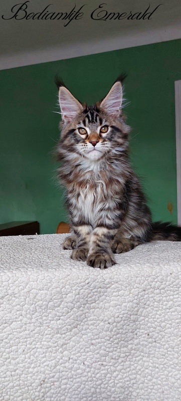 Bodiamlife Emerald - Kitten maine-coon 2 months 1.5 week