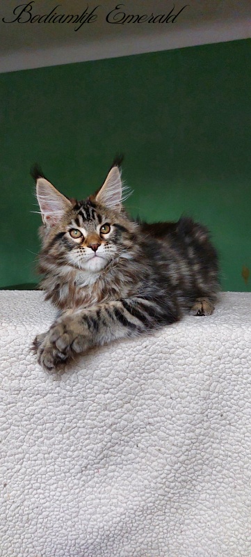 Bodiamlife Emerald - Kitten maine-coon 2 months 1.5 week