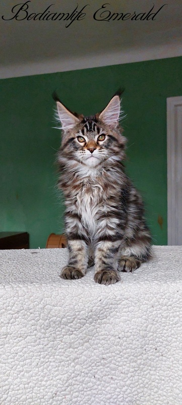 Bodiamlife Emerald - Kitten maine-coon 2 months 1.5 week