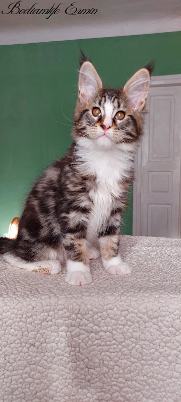 Bodiamlife Ermin - Kitten maine-coon 2 months 1.5 week