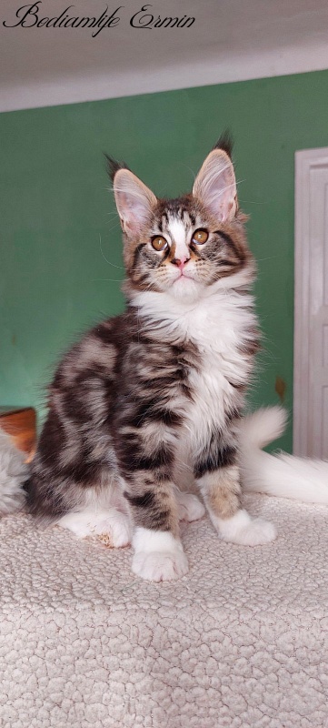 Bodiamlife Ermin - Kitten maine-coon 2 months 1.5 week