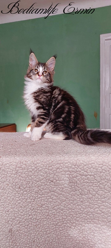 Bodiamlife Ermin - Kitten maine-coon 2 months 1.5 week