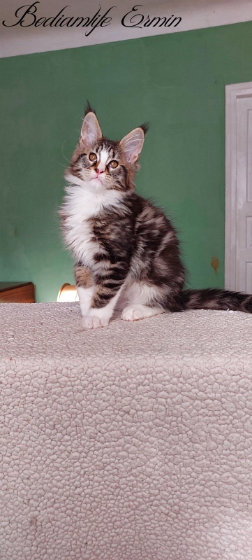 Bodiamlife Ermin - Kitten maine-coon 2 months 1.5 week