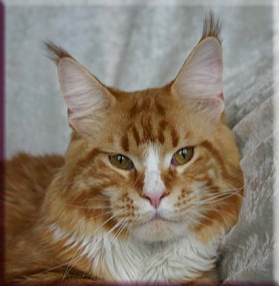 Timaracoon Redclif of ParadiseIsland - Дорослий мейн-кун 1 рік 1 місяць 4 тижні