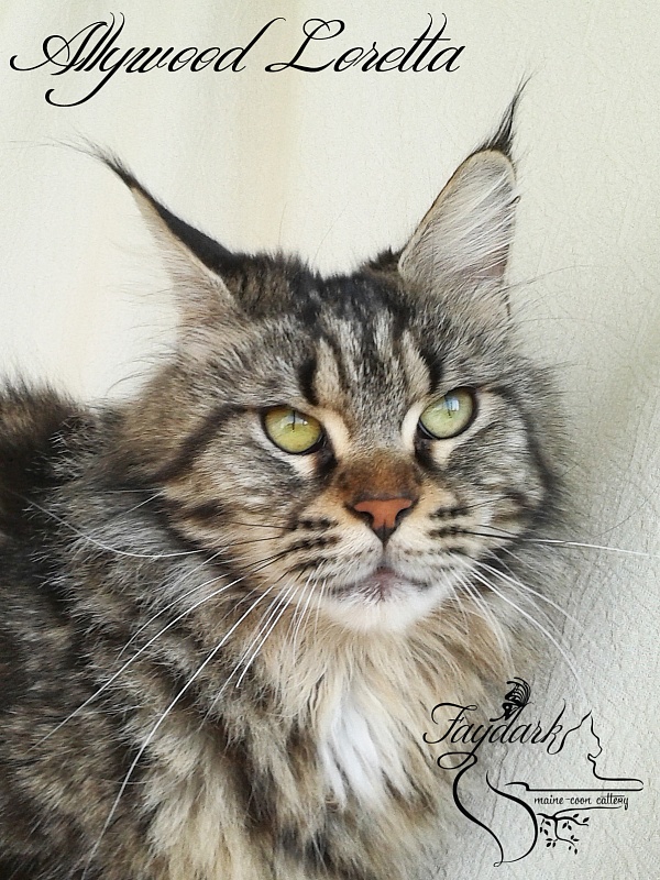 Allywood Loretta - Adult maine-coon 2 years 9 months 1 week