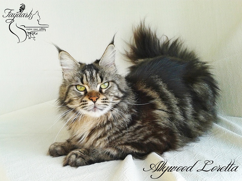 Allywood Loretta - Adult maine-coon 2 years 9 months 1 week