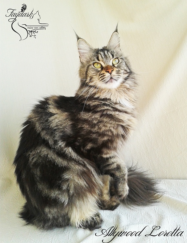 Allywood Loretta - Adult maine-coon 2 years 9 months 1 week