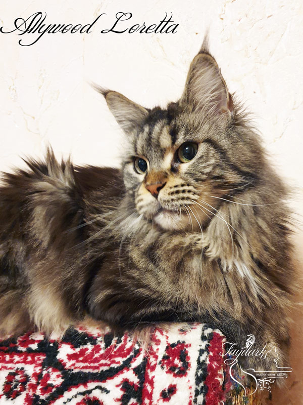 Allywood Loretta - Adult maine-coon 3.5 years