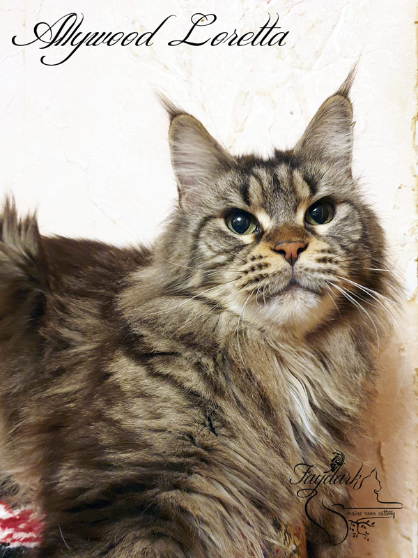 Allywood Loretta - Adult maine-coon 3.5 years