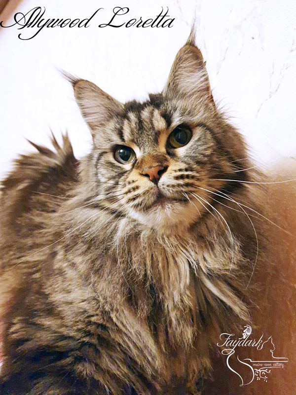 Allywood Loretta - Adult maine-coon 3.5 years