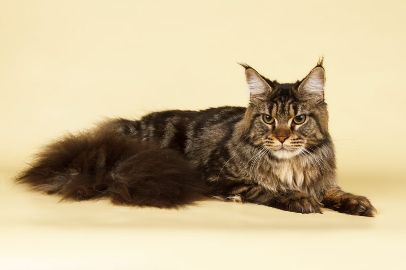 Allywood Loretta - maine-coon