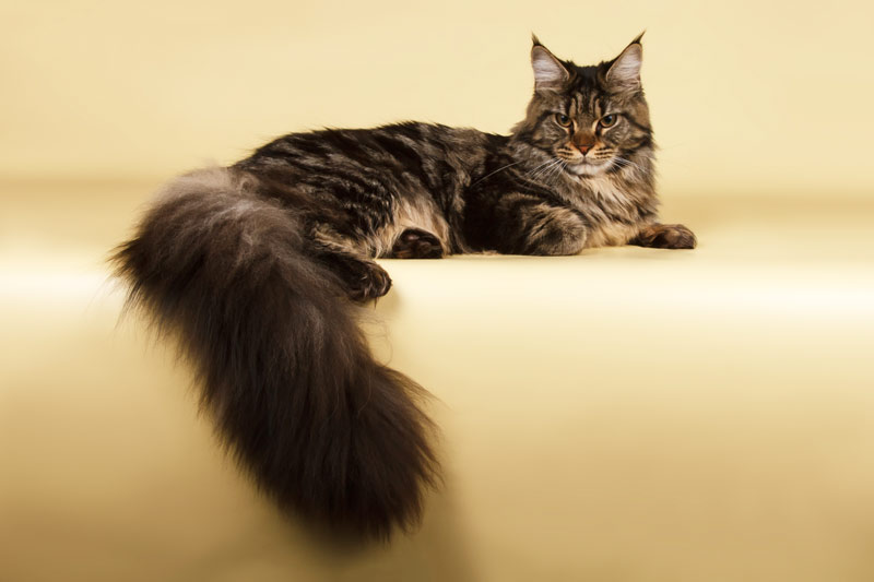 Allywood Loretta - maine-coon