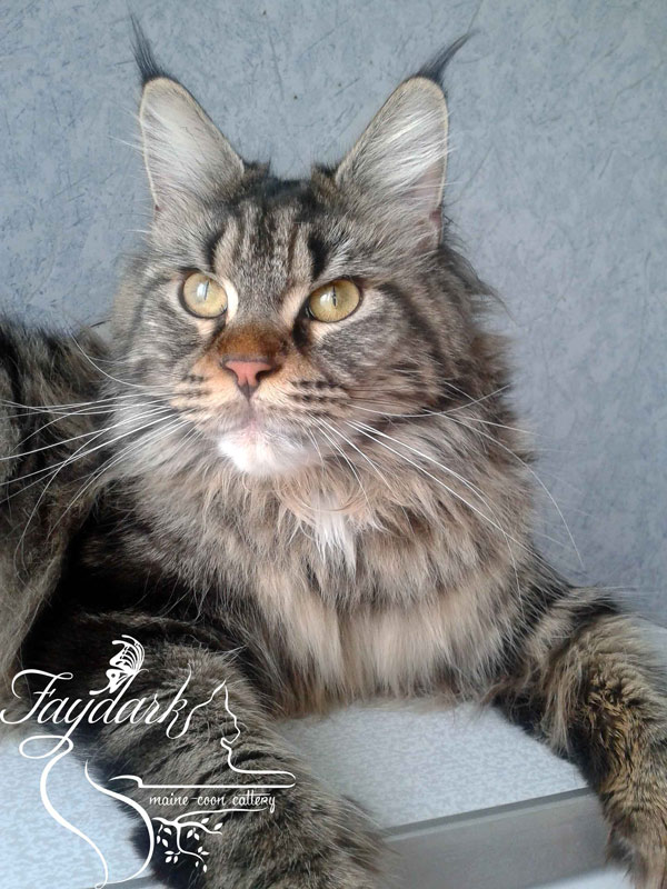 Allywood Loretta - maine-coon