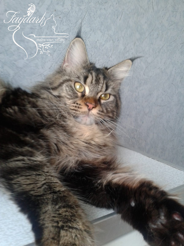 Allywood Loretta - maine-coon