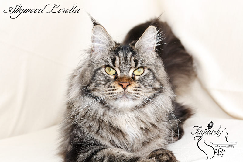 Allywood Loretta - Adult maine-coon 1 year 10 months
