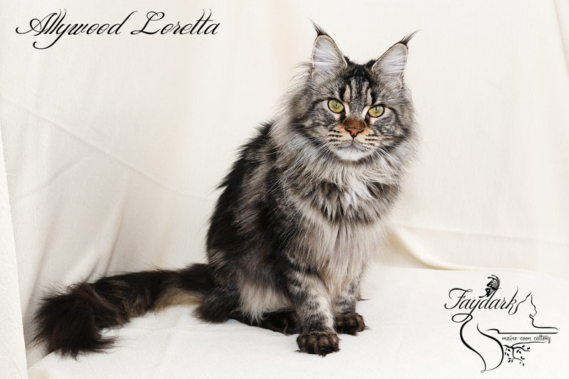 Allywood Loretta - Adult maine-coon 1 year 10 months