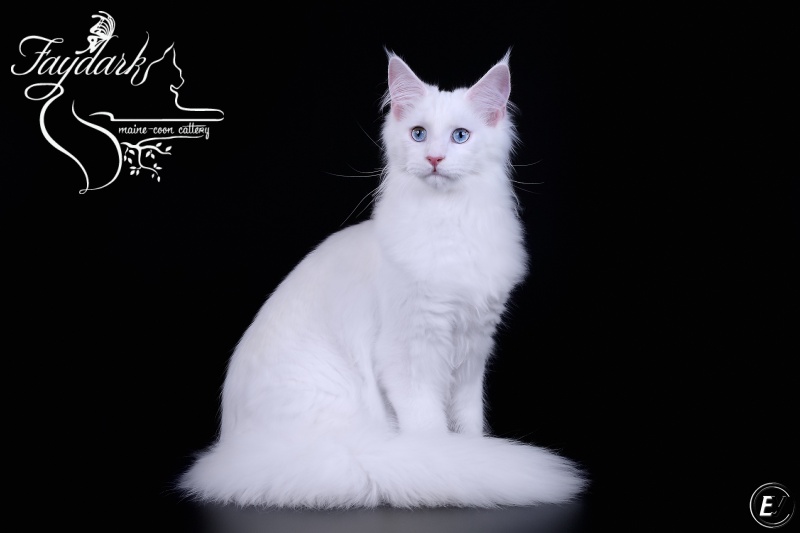 Lucretia House of Luck - maine-coon