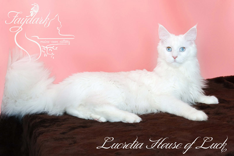 Lucretia House of Luck - maine-coon
