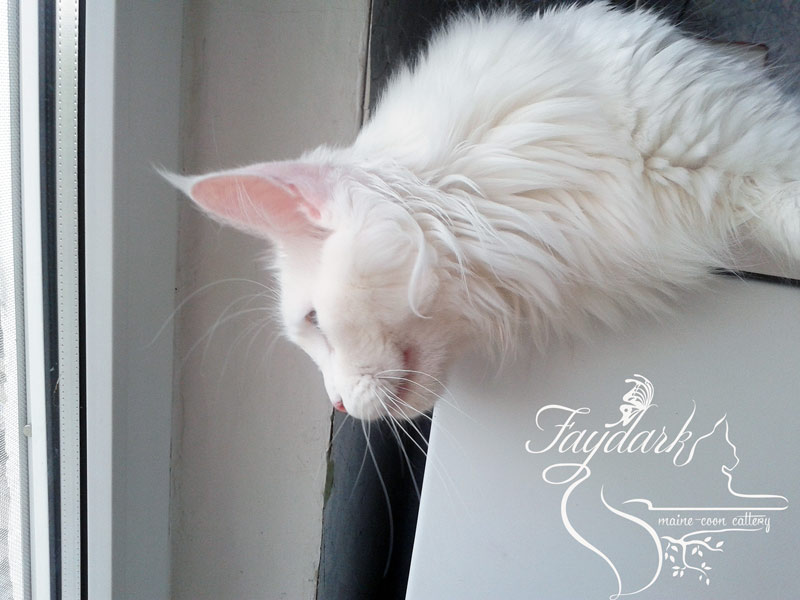 Lucretia House of Luck - maine-coon