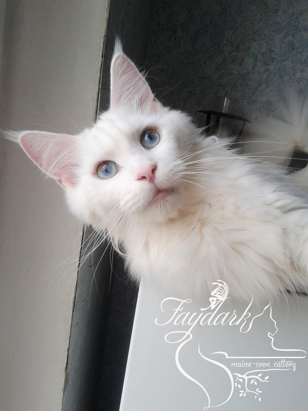 Lucretia House of Luck - maine-coon