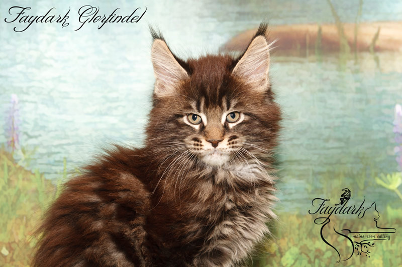 Faydark Glorfindel - Kitten maine-coon 2 months