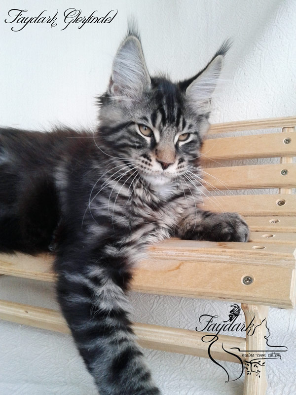Faydark Glorfindel - Kitten maine-coon 3 months