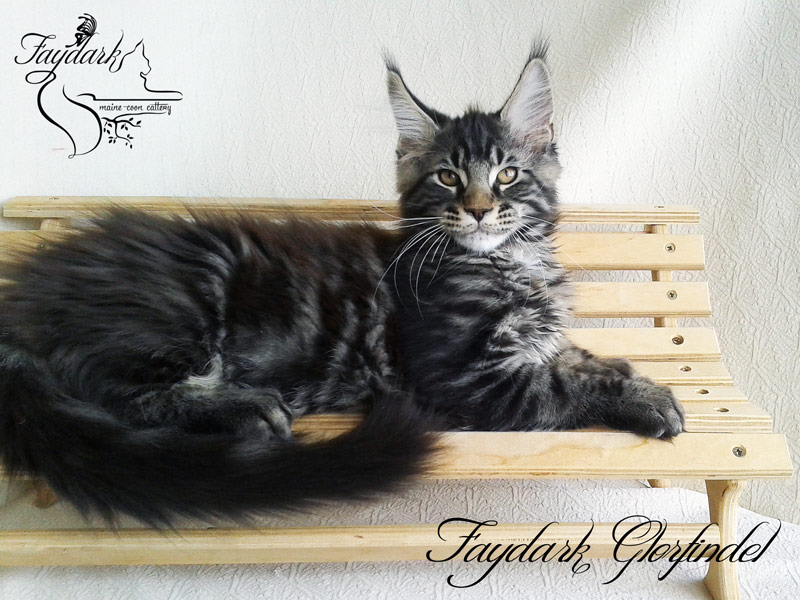Faydark Glorfindel - Kitten maine-coon 3 months