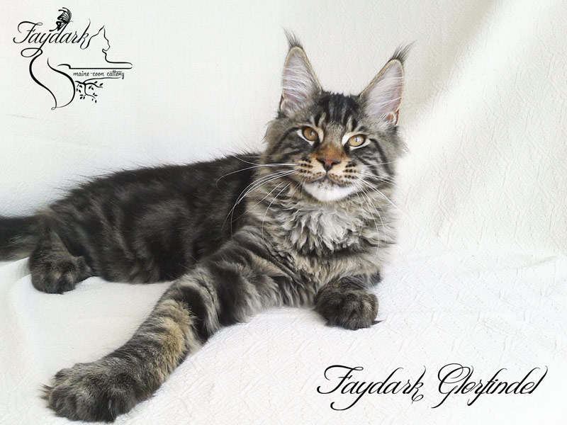 Faydark Glorfindel - Kitten maine-coon 4 months 1 week