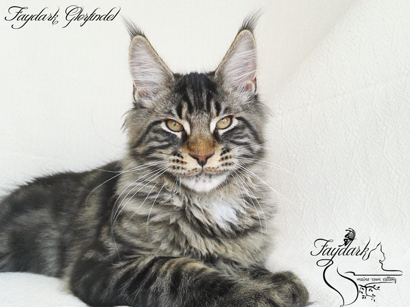 Faydark Glorfindel - Kitten maine-coon 4 months 1 week