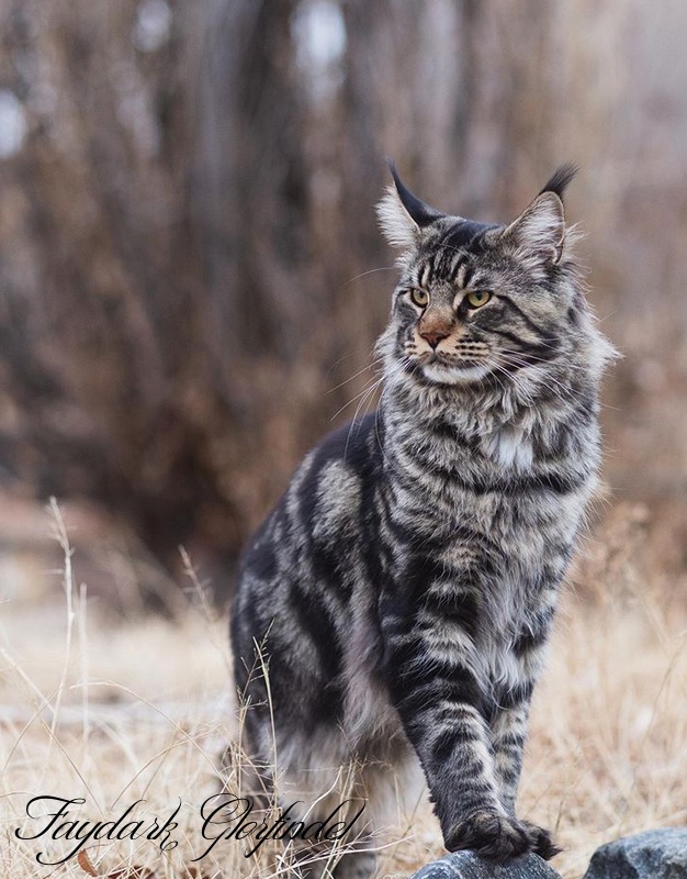 Faydark Glorfindel - Adult maine-coon 1 year