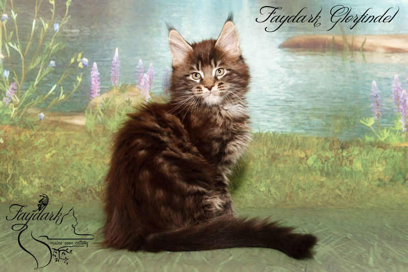 Faydark Glorfindel - Kitten maine-coon 2 months