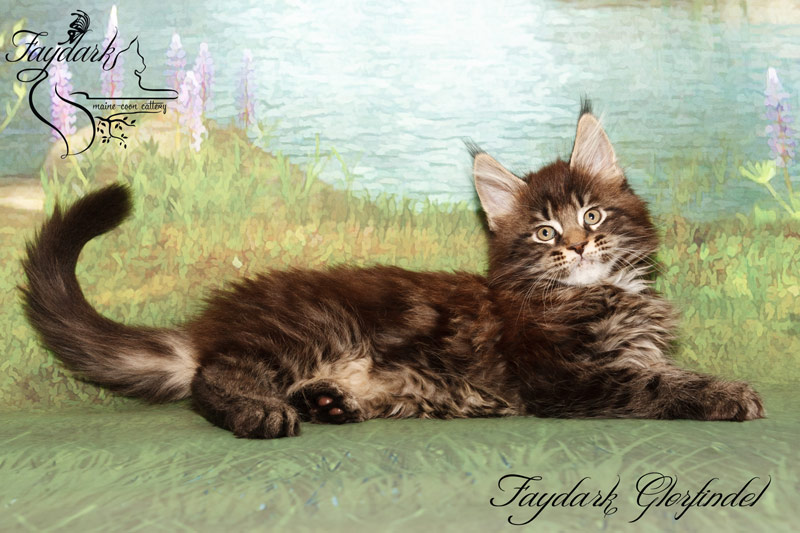 Faydark Glorfindel - Kitten maine-coon 2 months