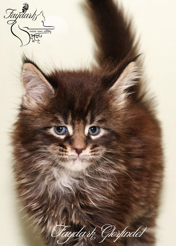 Faydark Glorfindel - Kitten maine-coon 1 month