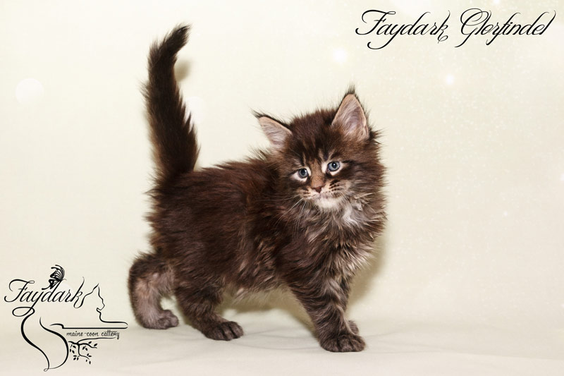 Faydark Glorfindel - Kitten maine-coon 1 month