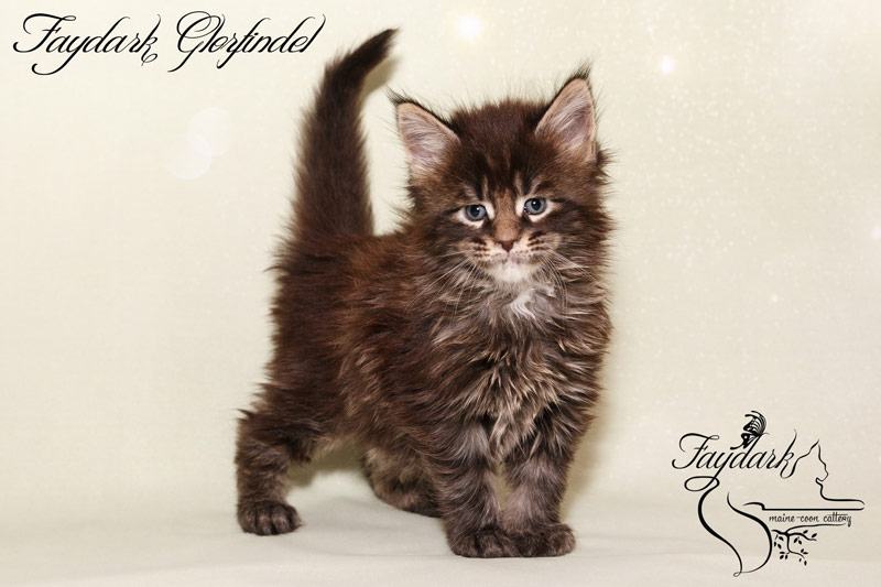Faydark Glorfindel - Kitten maine-coon 1 month