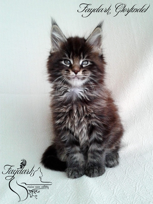 Faydark Glorfindel - Kitten maine-coon 1 month 2 weeks
