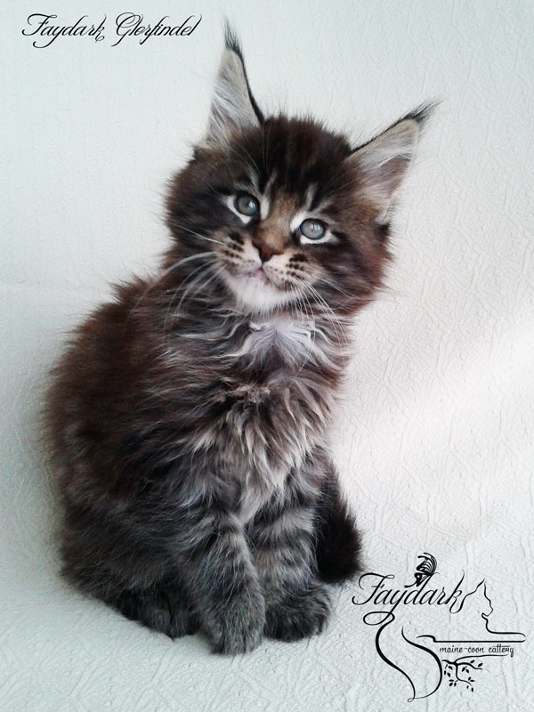 Faydark Glorfindel - Kitten maine-coon 1 month 2 weeks