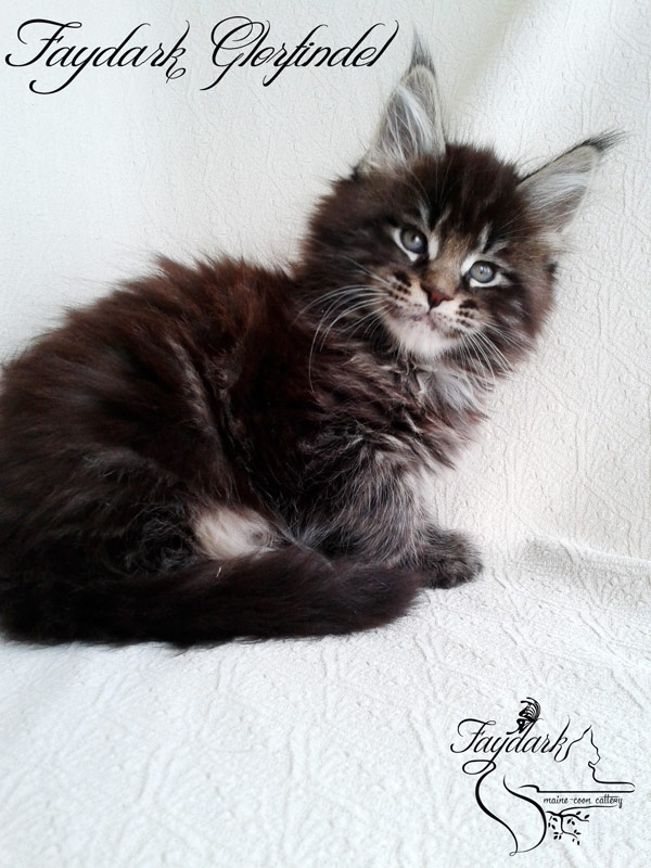 Faydark Glorfindel - Kitten maine-coon 1 month 2 weeks
