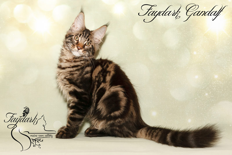 Faydark Gandalf - Kitten maine-coon 3 months 3 weeks