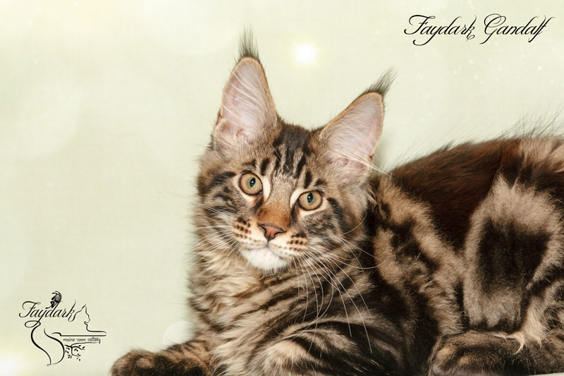 Faydark Gandalf - Kitten maine-coon 3 months 3 weeks